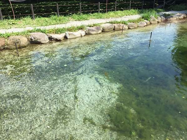 長野 安曇野 大王わさび農場 テイクアウトコーナー|水のきれいさ