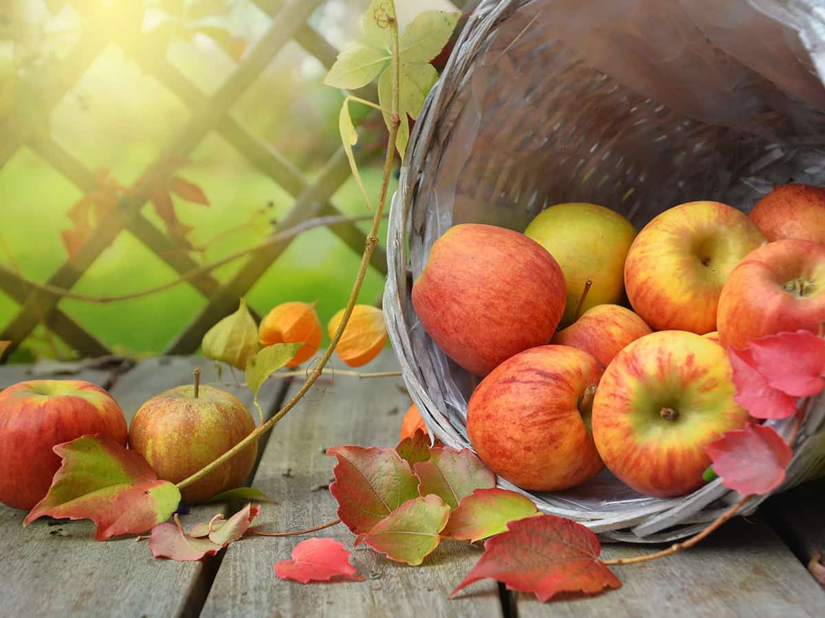 「秋のおいしいフルーツ」人気の通販サイトや売れ筋商品をご紹介いたします!!