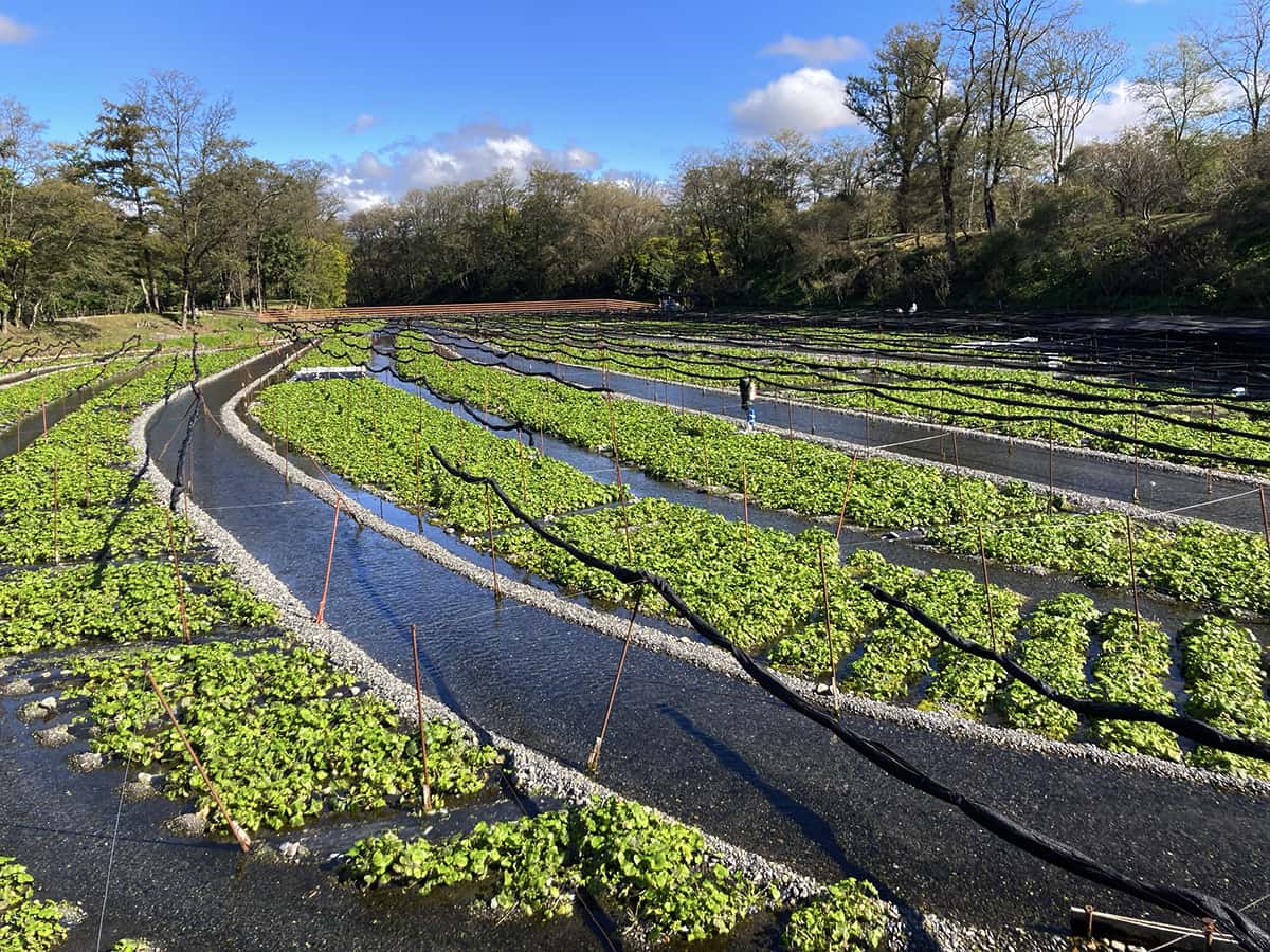 大王わさび農場|湧水飯釜大王庵
